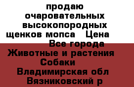 продаю очаровательных высокопородных щенков мопса › Цена ­ 20 000 - Все города Животные и растения » Собаки   . Владимирская обл.,Вязниковский р-н